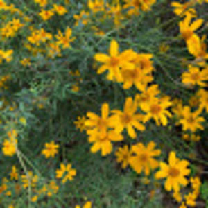 Meet your Posher, Galen